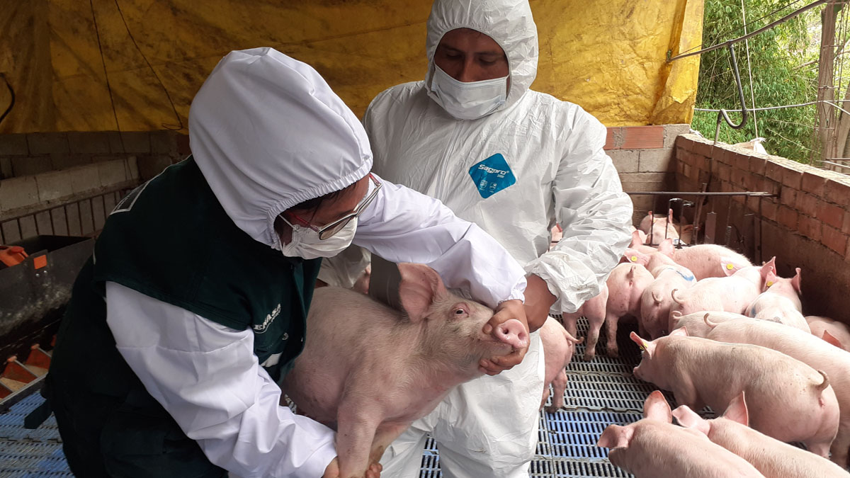 web Principales aspectos epidemiológicos de la Peste Porcina Africana (Parte 2)