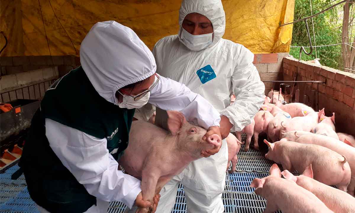 ASOPORCI solicita atención urgente ante desabastecimiento de vacuna contra la PPC