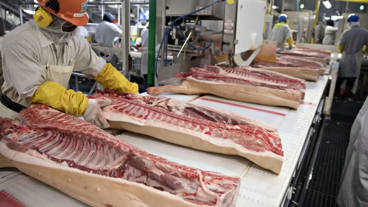 Polémica en EE. UU. por decisión de acelerar producción en plantas porcinas y avícolas