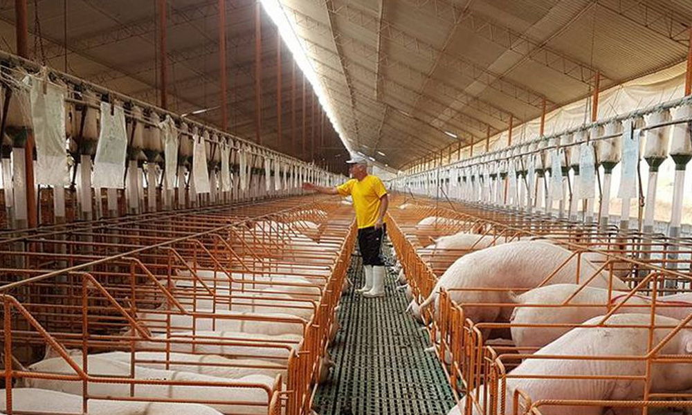 ASOPORCI solicita atención urgente por restricciones ambientales que afectan a la porcicultura formal