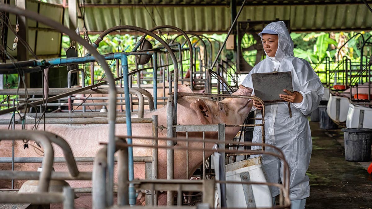 WEB FAO, DTRA y ROK-MAFRA se unen para prevenir Peste Porcina Africana en Asia y el Pacífico