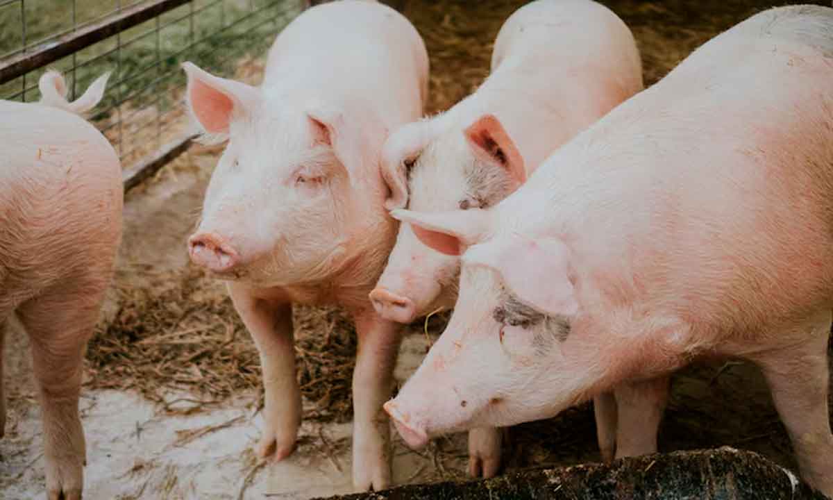 Formalización de los centros de inseminación artificial y su impacto en la porcicultura peruana
