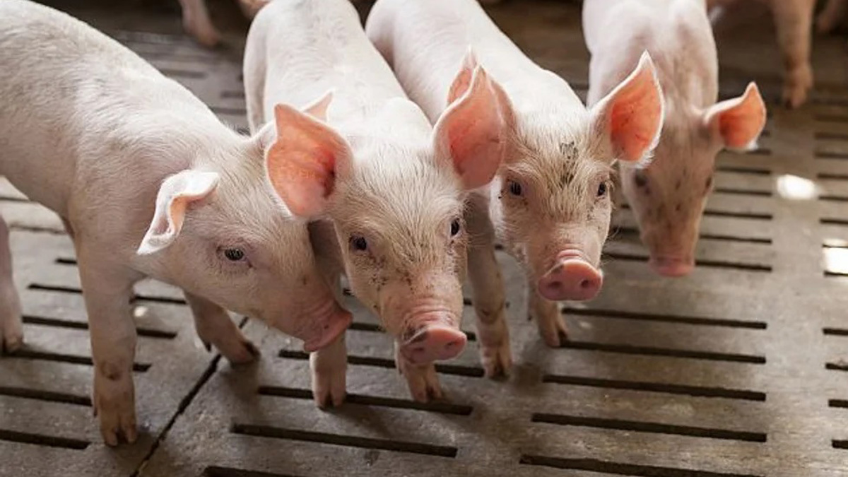Uso racional de antibióticos