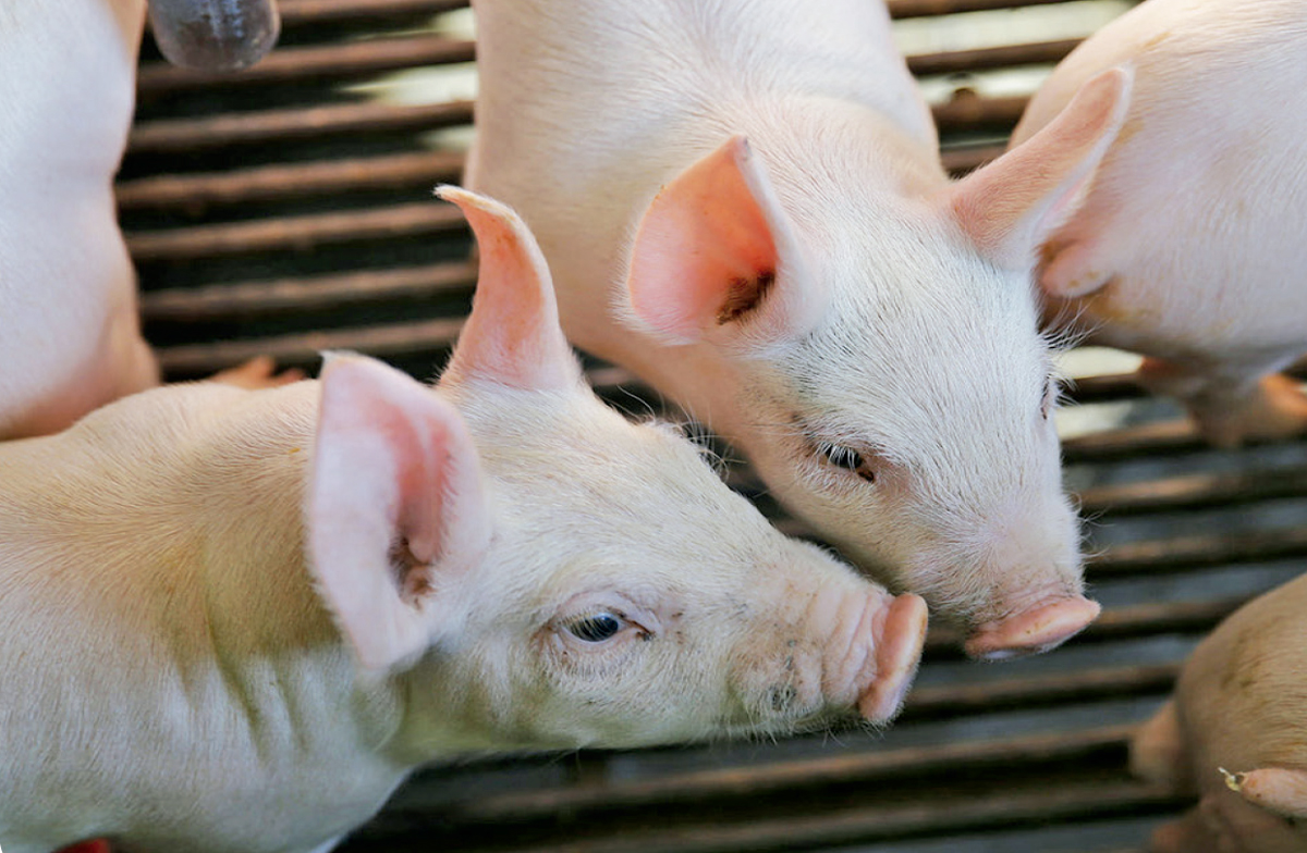 El-conocer-la-etología-y-los-sentidos-del-cerdo-13 ¿El conocer la etología y los sentidos del cerdo puede mejorar la productividad? (Parte II)