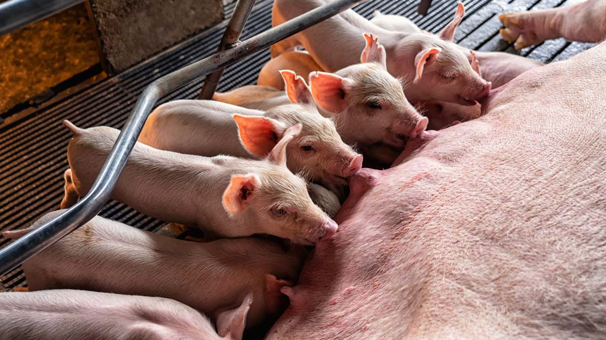 FAO: Perú se proyecta como nuevo actor porcícola regional hacia 2034