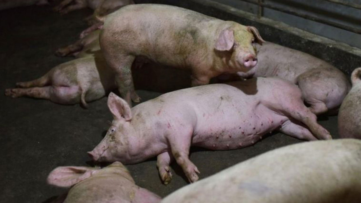 WEB Más de 700 brotes de PPA en marzo: Europa, la región más afectada