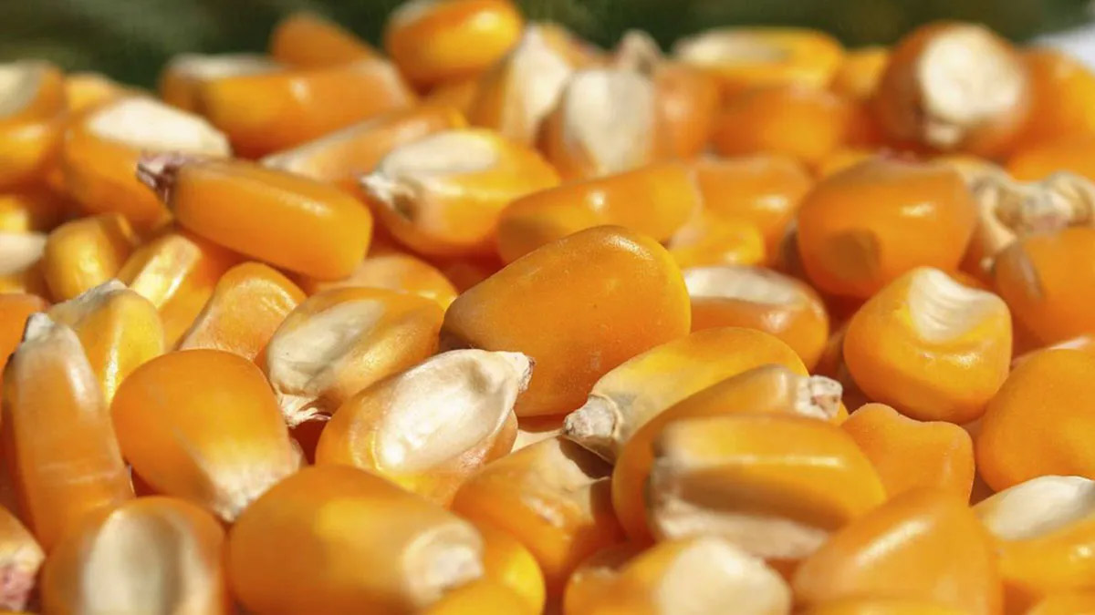 MEF aprobó precios de referencia para importar maíz amarillo duro y otros productos