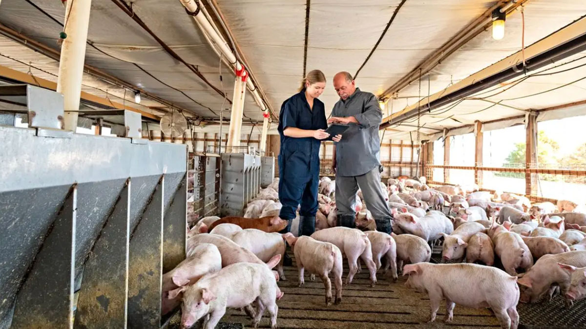 EEUU registra cifras postivas de mercado y en China mantendrán sobre oferta de cerdo