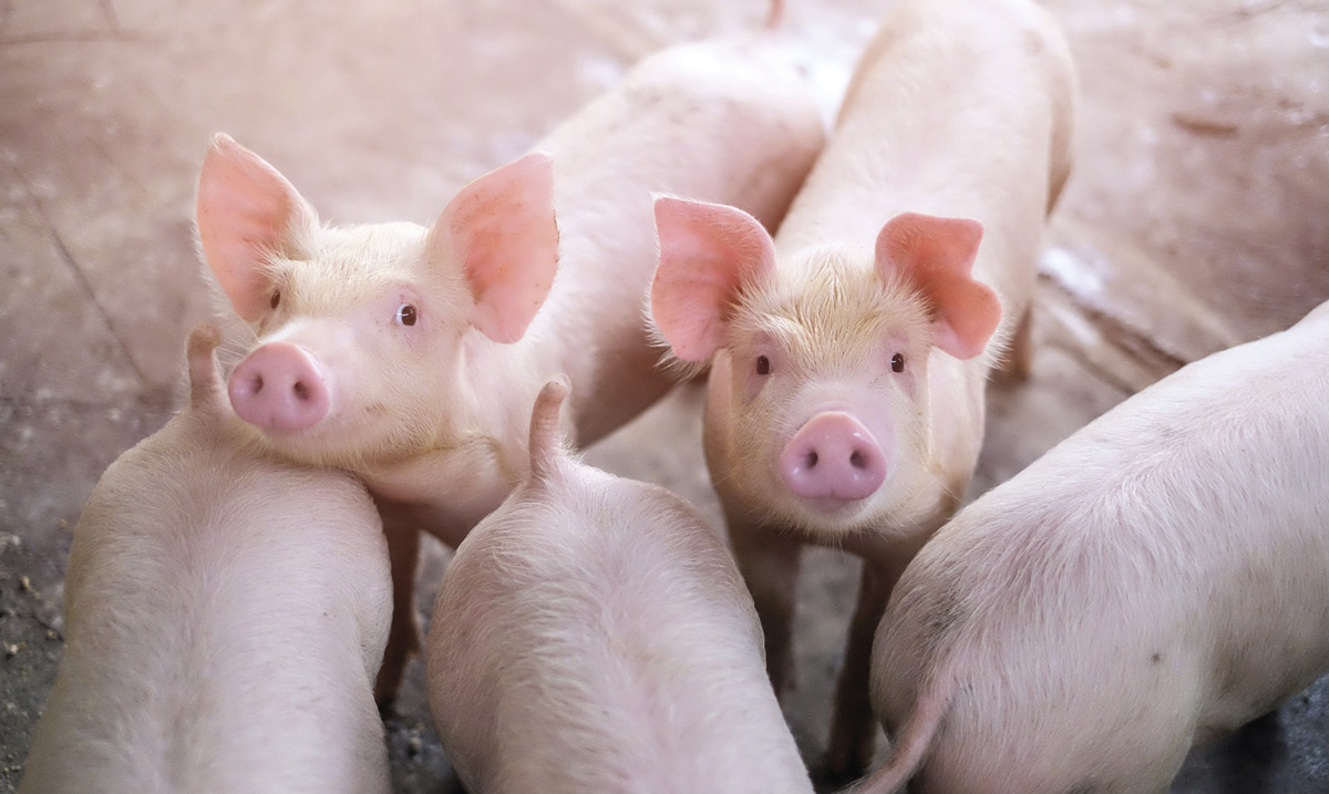 Uso de la Nanotecnología en los Aditivos para Alimentos en Porcinos