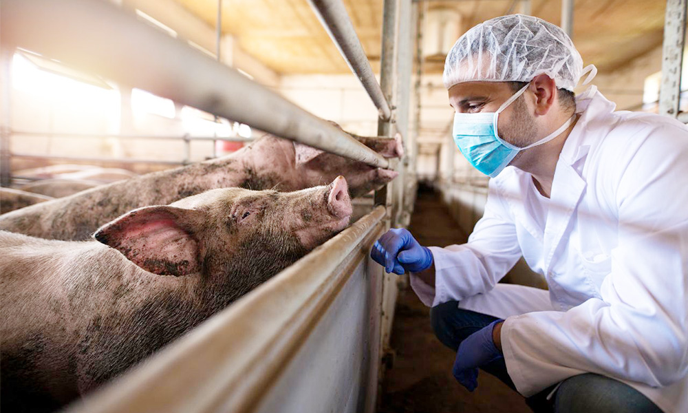 PPA mantiene en crisis al sector porcino español seis meses después del brote