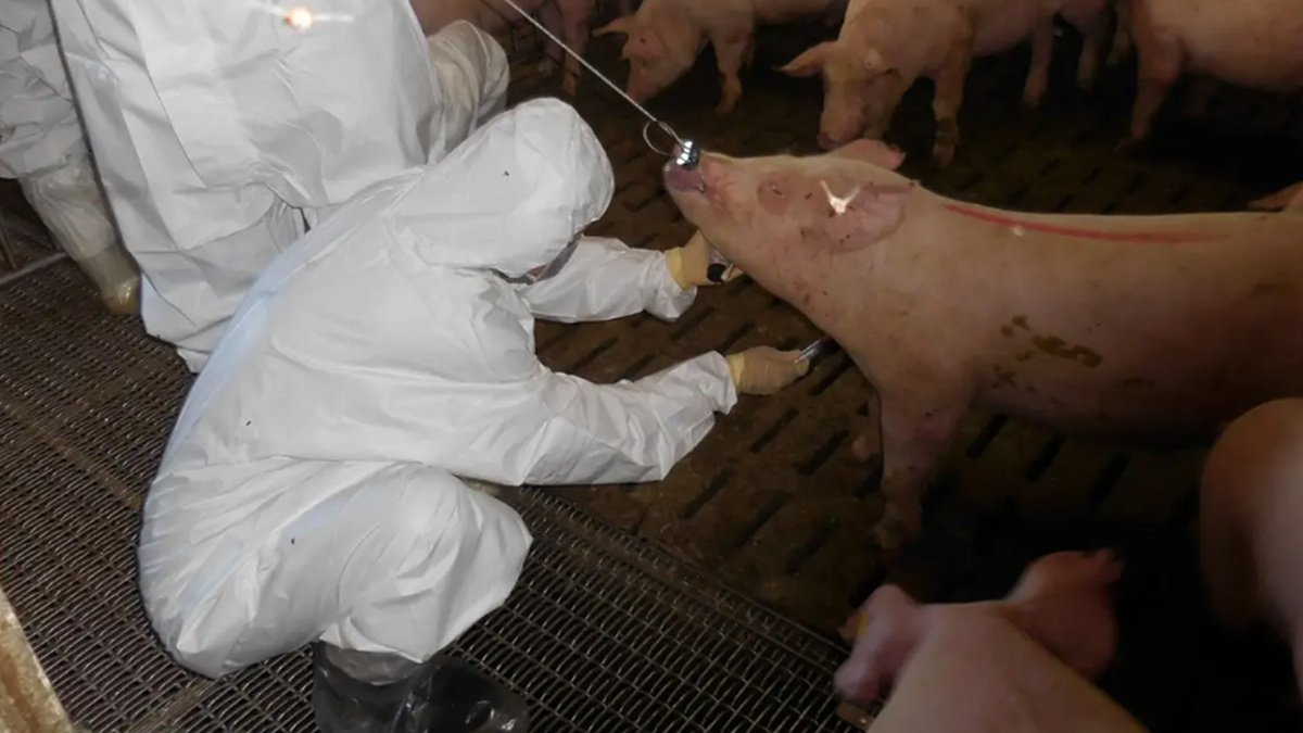 WEB Taiwán recibe estatus de libre de Peste Porcina Africana