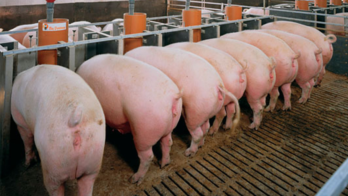 Diluyentes para inseminación con energía modulada línea fórmula de Medi Nova