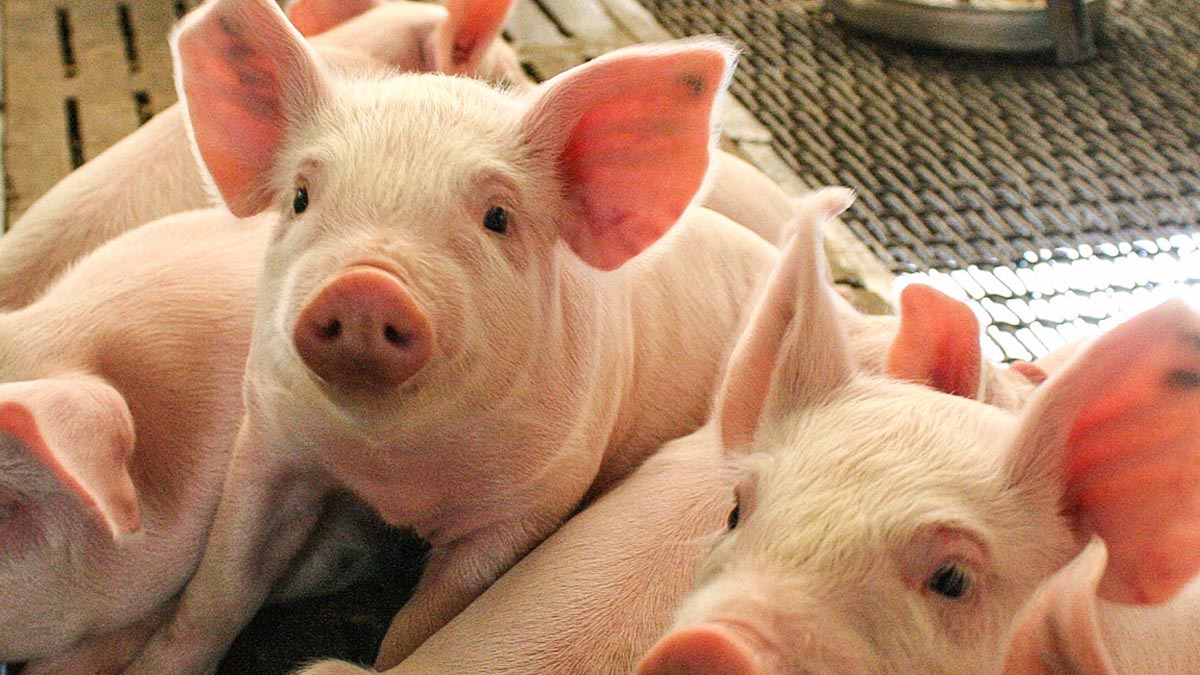 10 signos de advertencia de  la presencia de micotoxinas en sus cerdos