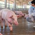 PPA y fiebre aftosa: informe advierte sobre desafíos sanitarios para la porcicultura mundial